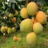 Alphonso Mango (Kg)