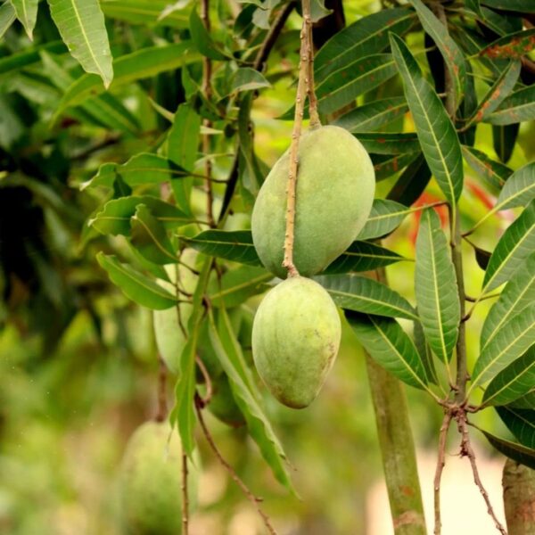 Imam Pasand (Kg)
